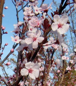 flowering-trees-264x300